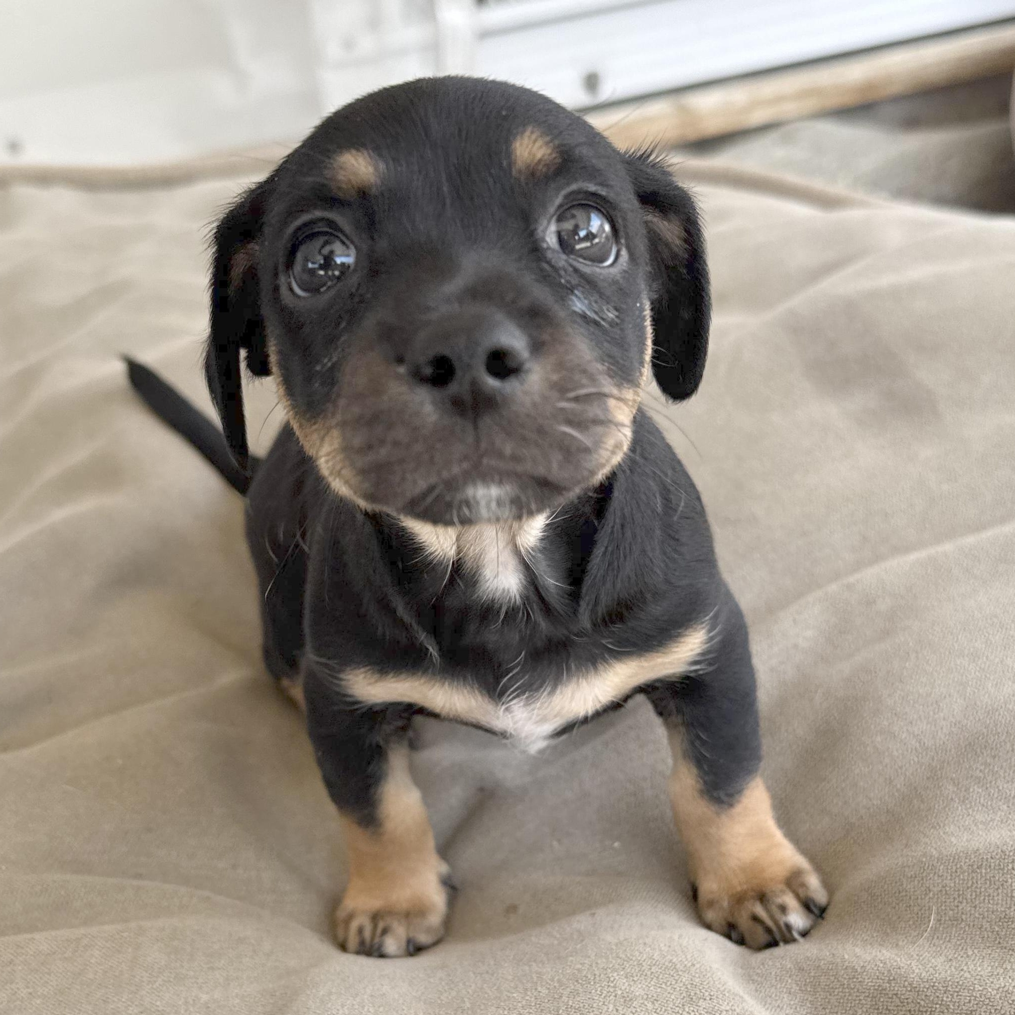 Chopper, an adopted mixed breed in Sun Valley, CA image 1/6