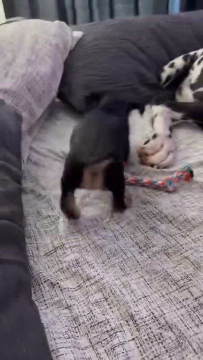 Enlarge Chopper, a ADOPTABLE mixed breed in Sun Valley, CA video 6/6