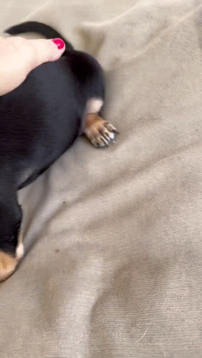 Enlarge Chopper, a ADOPTABLE mixed breed in Sun Valley, CA video 5/6