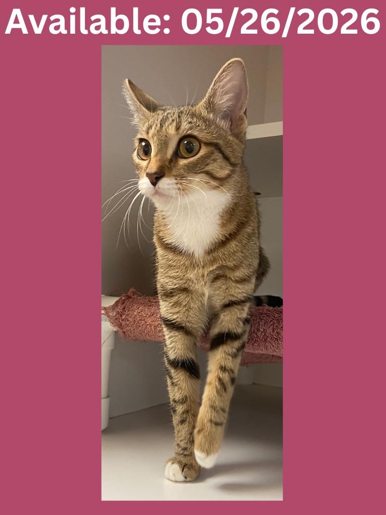 Cat Condo #7 Coco, Adoptable, Young Female Domestic Short Hair & Mixed Breed.
