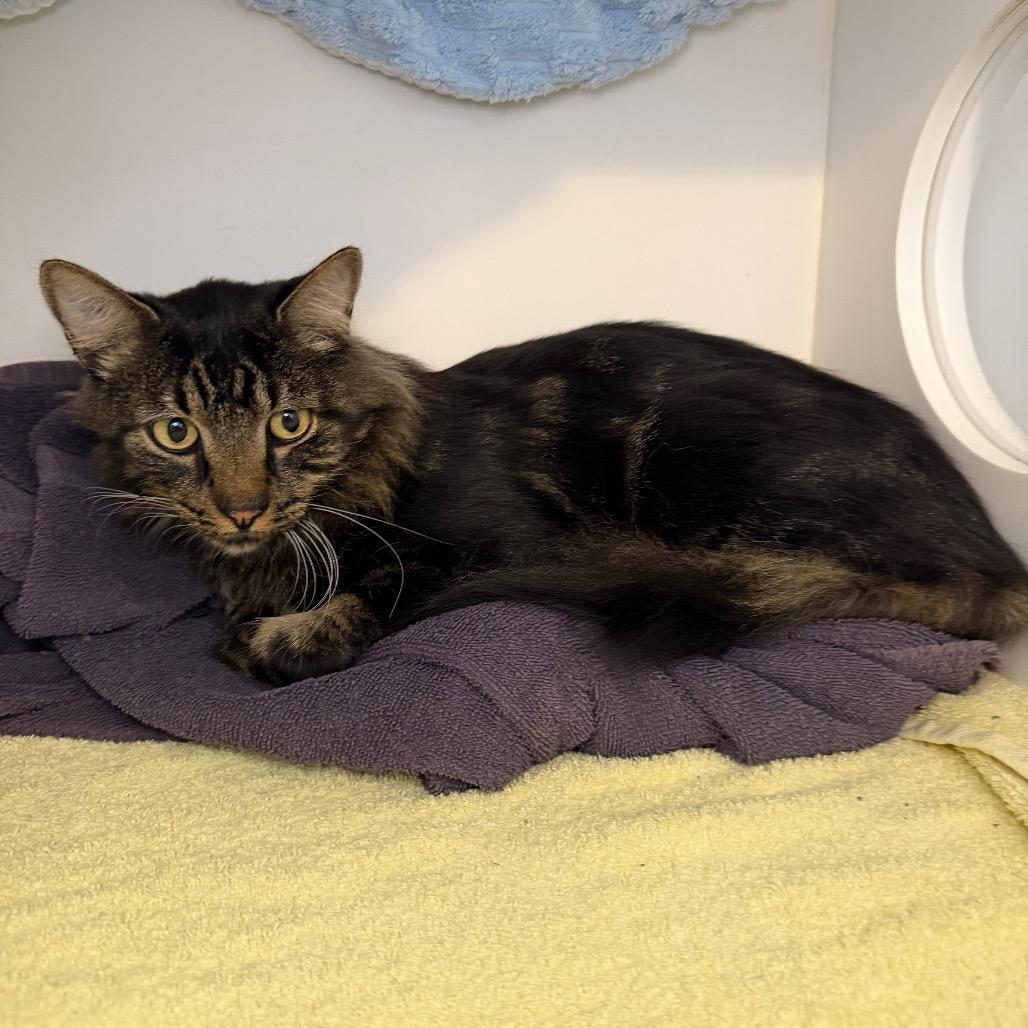 Goose, a Adoptable Domestic Long Hair in Council Bluffs, IA image 1/3