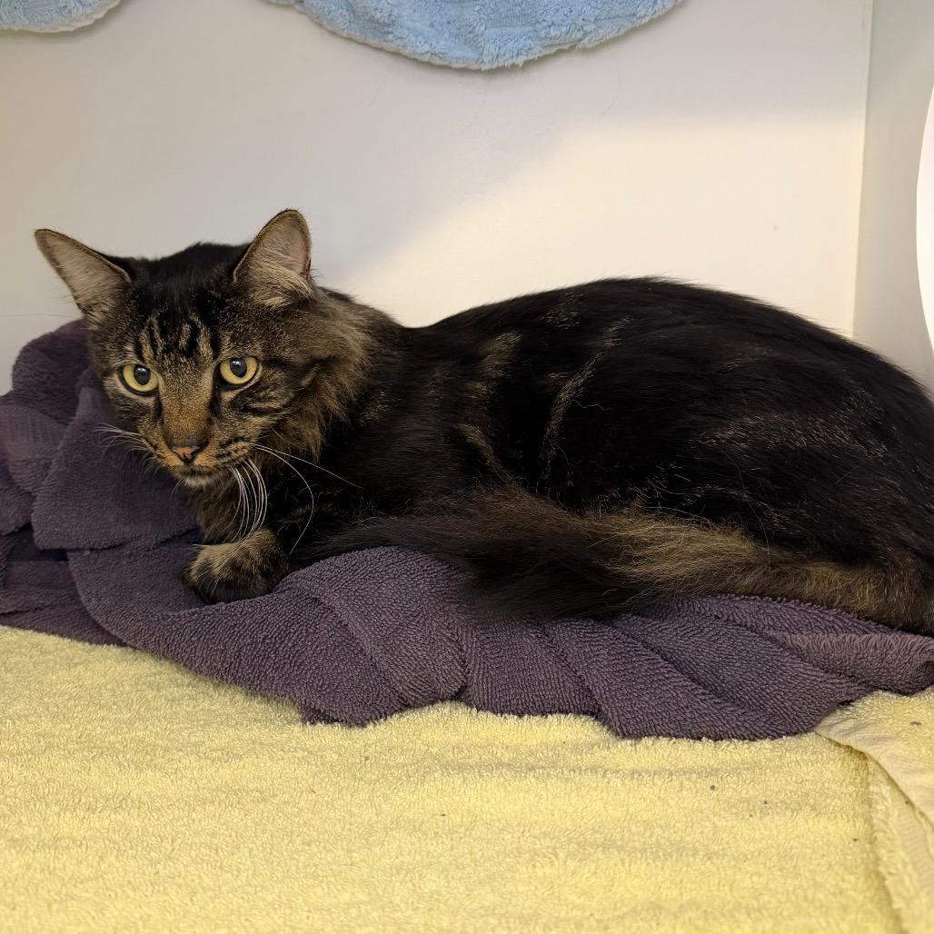 Goose, a Adoptable Domestic Long Hair in Council Bluffs, IA image 2/3