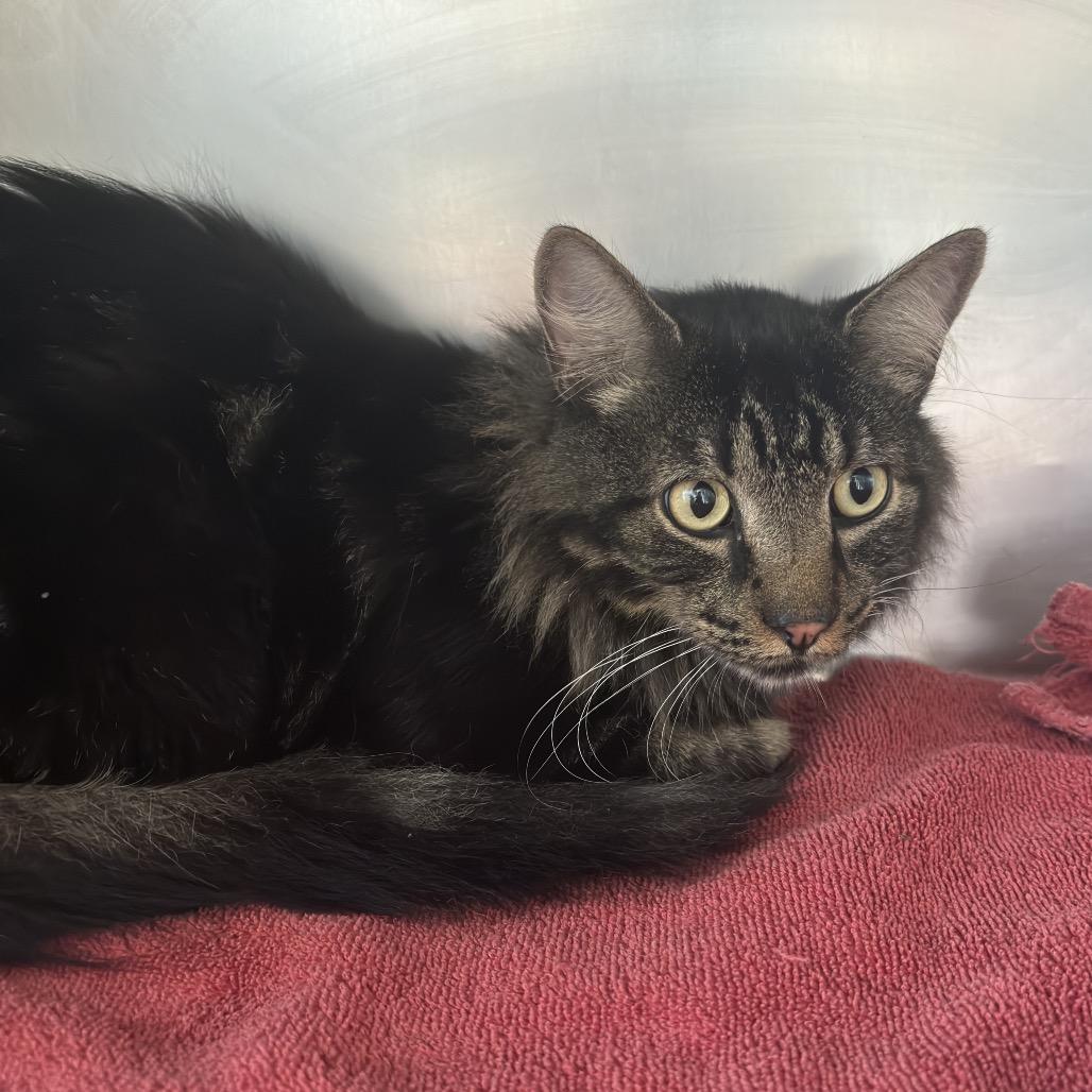 Goose, a Adoptable Domestic Long Hair in Council Bluffs, IA image 3/3