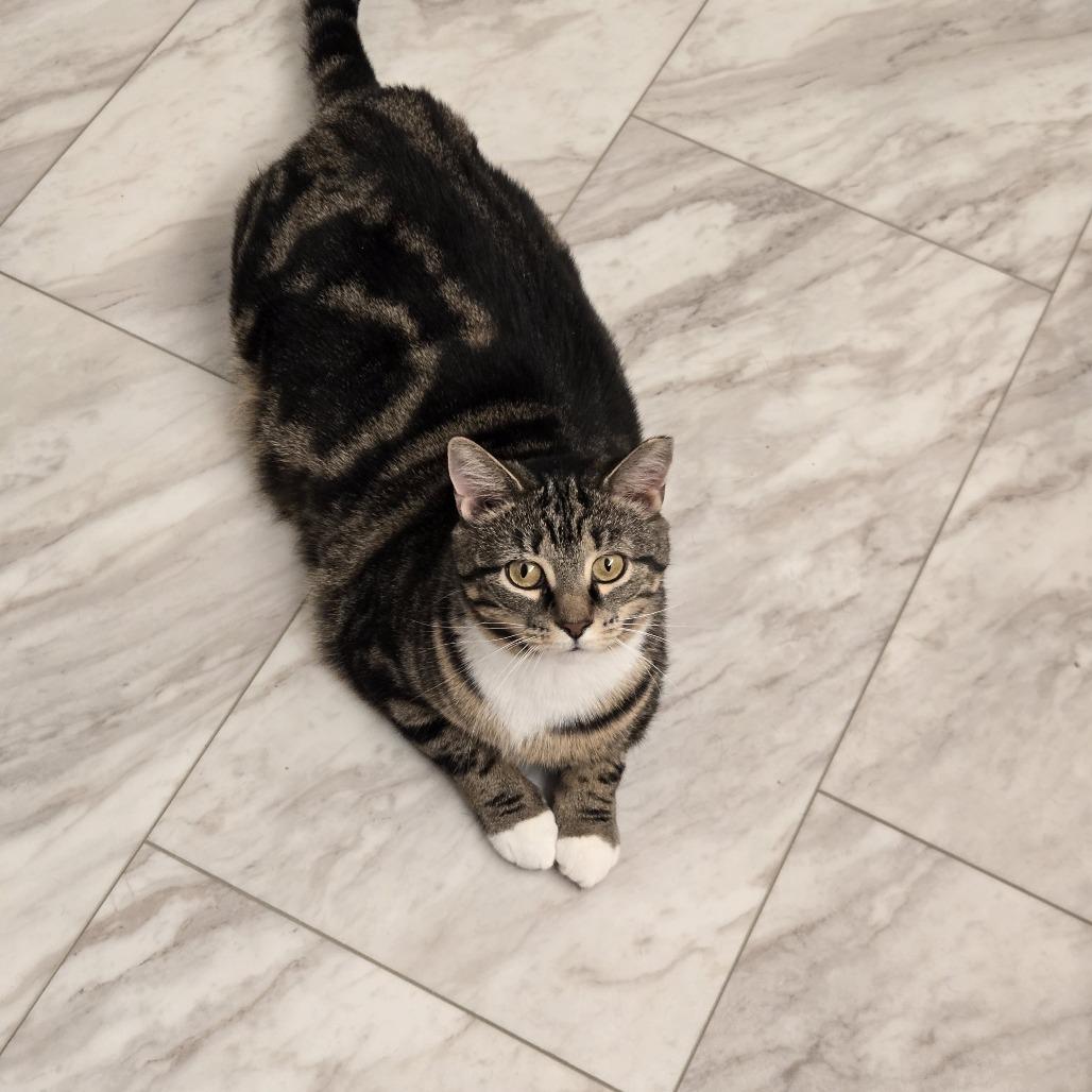 Enlarge Hyacinth, a Adoptable Domestic Short Hair in Waynesboro, PA image 1/6