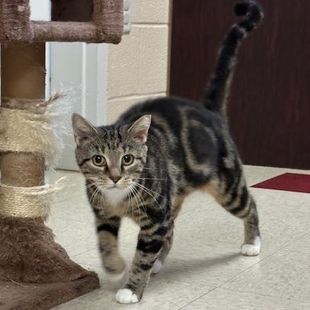 Hyacinth, Adoptable, Adult Female Domestic Short Hair.