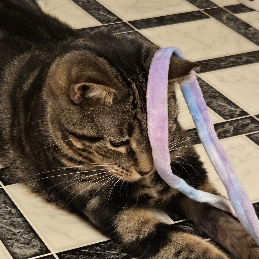 Enlarge Hyacinth, a Adoptable Domestic Short Hair in Waynesboro, PA image 3/6