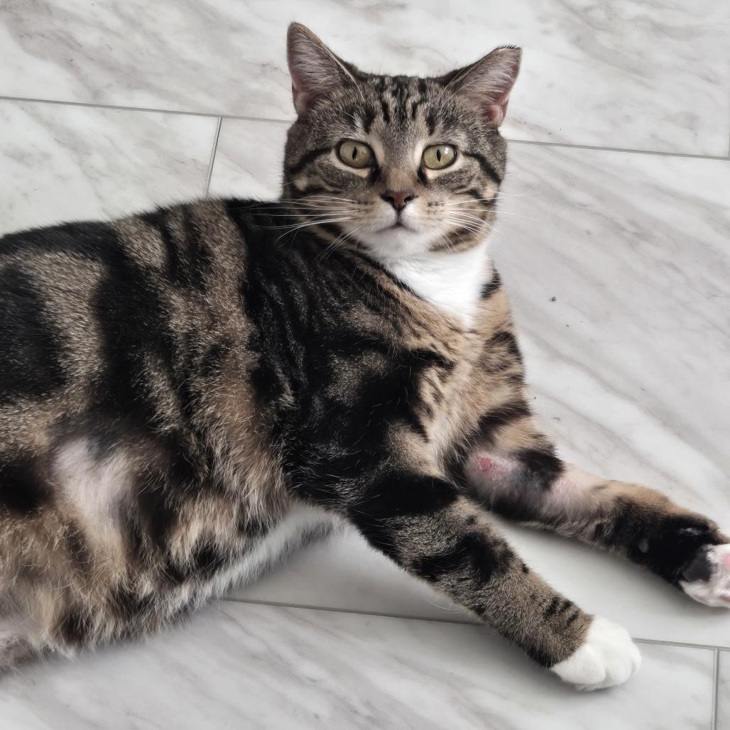 Enlarge Hyacinth, a Adoptable Domestic Short Hair in Waynesboro, PA image 4/6