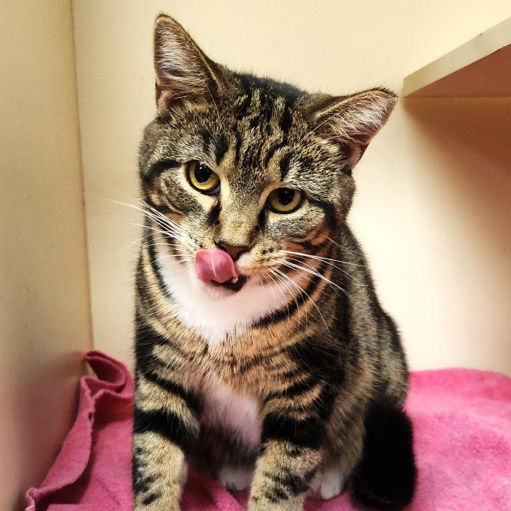 Hyacinth, a Adoptable Domestic Short Hair in Waynesboro, PA image 2/3