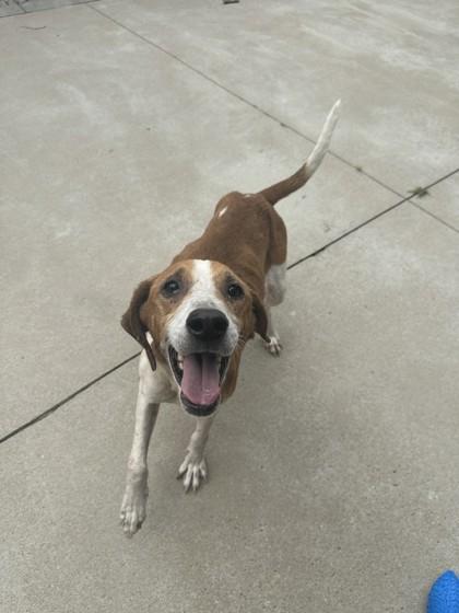 Otis, Adoptable, Adult Male Hound & Mixed Breed.