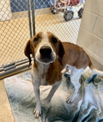 Otis, a Adoptable mixed breed in King William, VA image 2/2