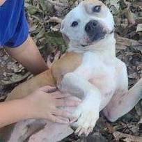 Enlarge Nova Jane, a Adoptable Pit Bull Terrier in Sherman, TX image 1/6