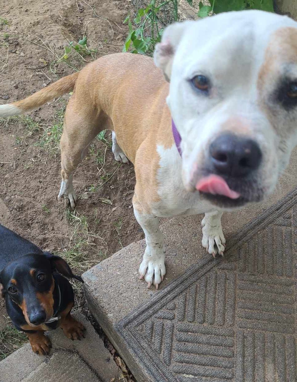 Enlarge Nova Jane, a Adoptable Pit Bull Terrier in Sherman, TX image 2/6