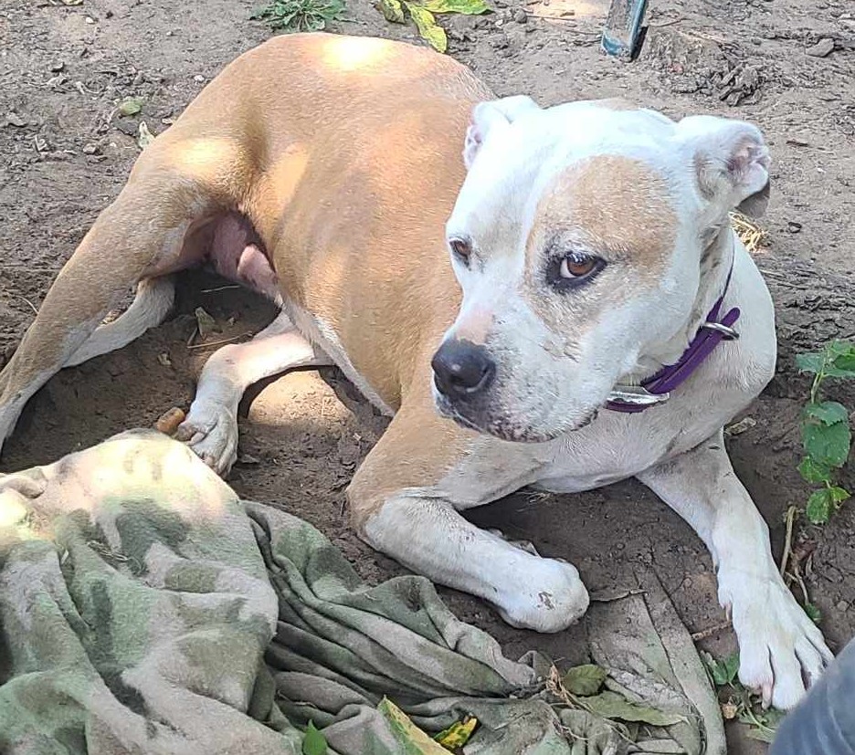 Enlarge Nova Jane, a Adoptable Pit Bull Terrier in Sherman, TX image 3/6