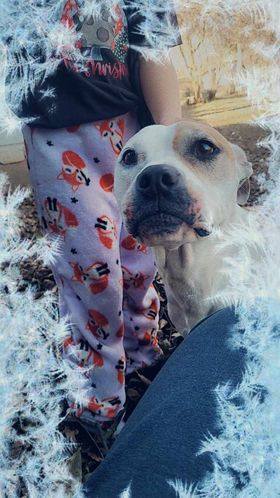 Enlarge Nova Jane, a Adoptable Pit Bull Terrier in Sherman, TX image 4/6