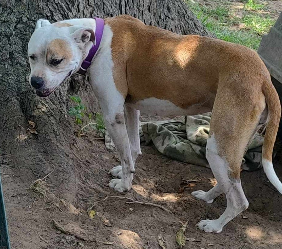 Enlarge Nova Jane, a Adoptable Pit Bull Terrier in Sherman, TX image 6/6