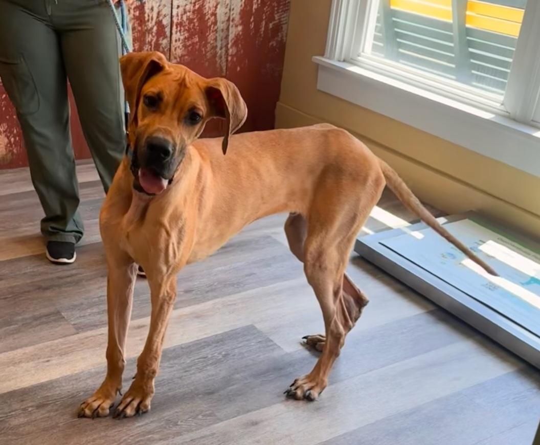 Enlarge MARMADUKE "DUKE", a ADOPTABLE Great Dane in Woodsfield, OH image 2/3