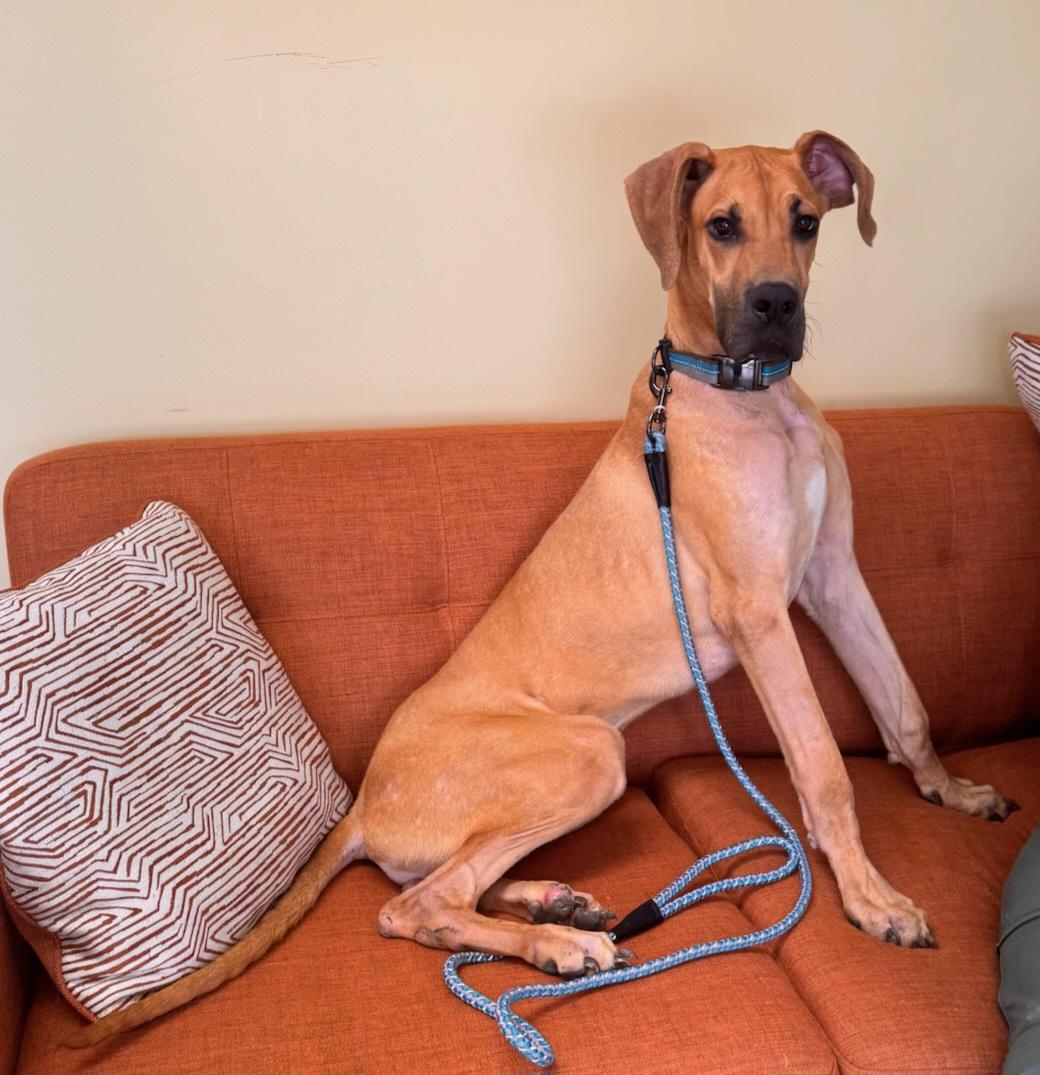 MARMADUKE "DUKE", ADOPTABLE, Puppy Male Great Dane.