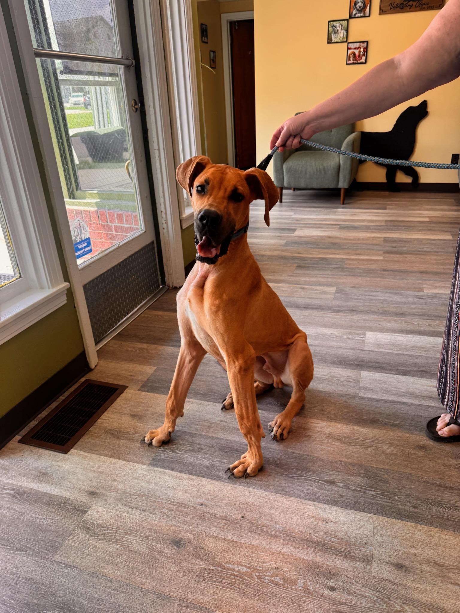 Enlarge MARMADUKE "DUKE", a ADOPTABLE Great Dane in Woodsfield, OH image 3/3