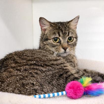 Octavia, Adoptable, Adult Female British Shorthair & Domestic Short Hair.