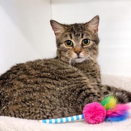 Enlarge Octavia, a Adoptable mixed breed in Voorhees, NJ image 2/3