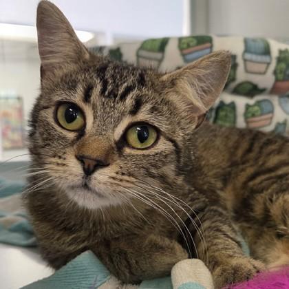 Enlarge Octavia, a Adoptable mixed breed in Voorhees, NJ image 3/3