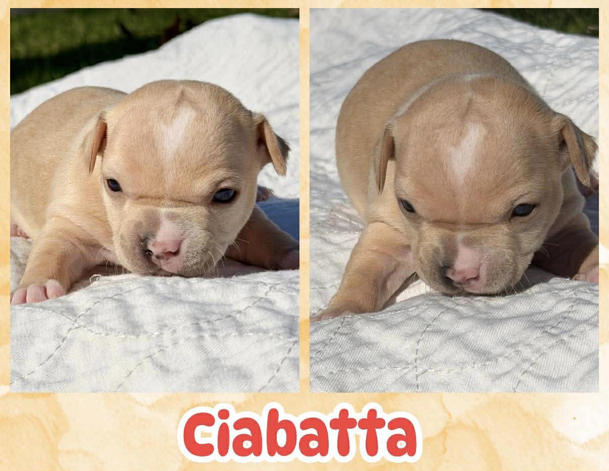 Ciabatta, ADOPTABLE, Puppy Female Chihuahua.