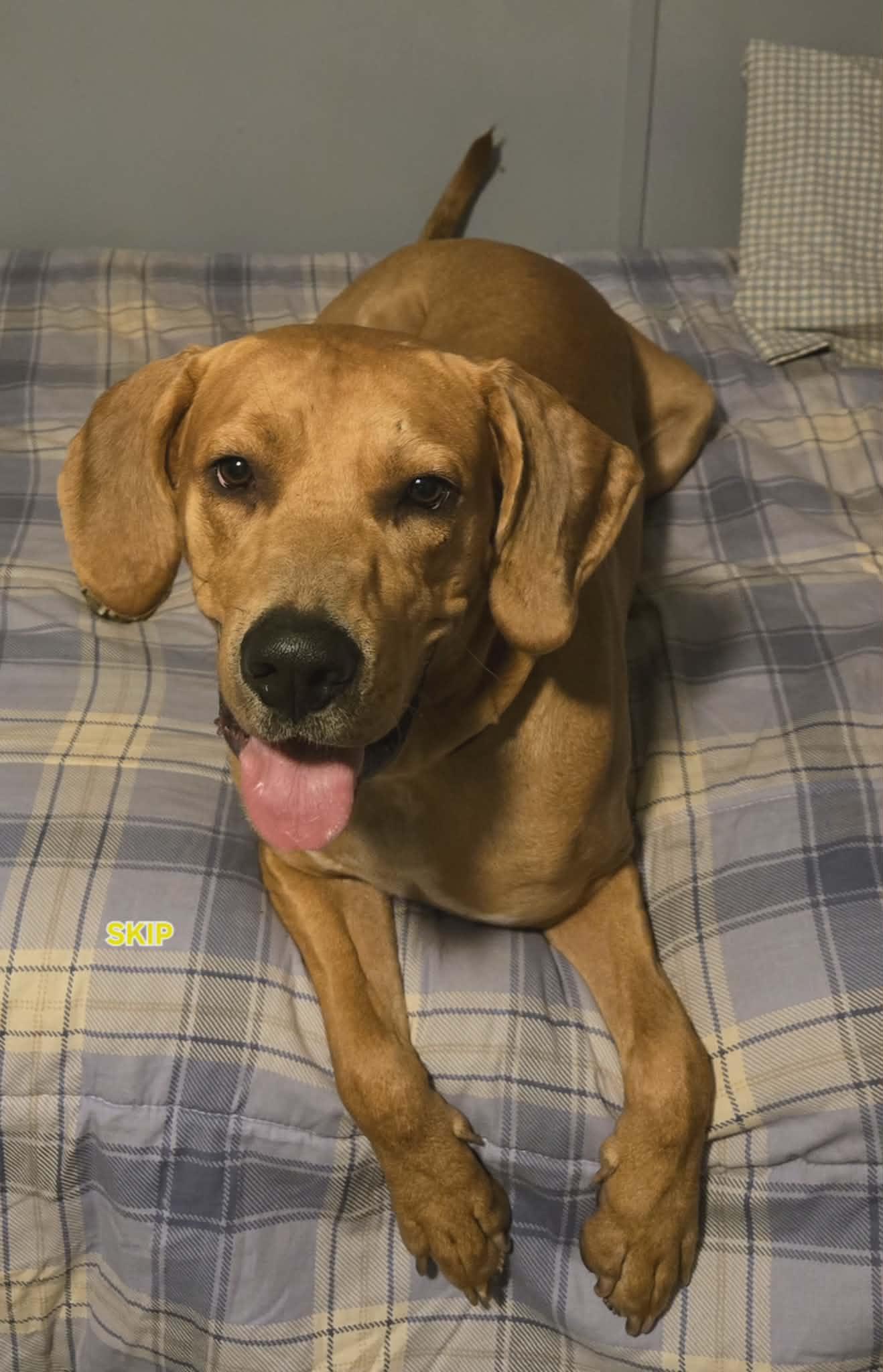 Enlarge Skip, a Adoptable mixed breed in Hilton Head , SC image 6/6