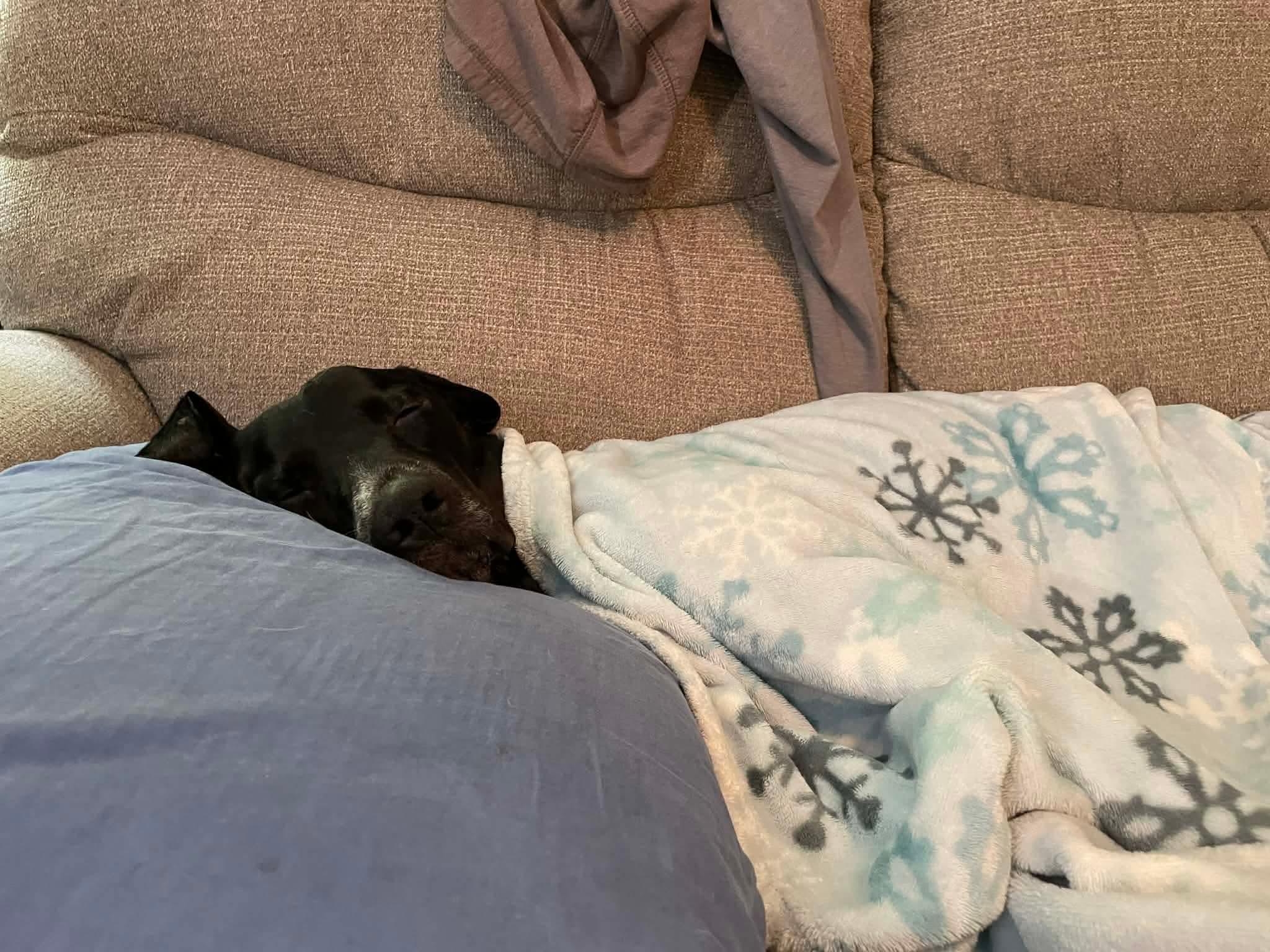 Enlarge Benny, a Adoptable mixed breed in Greensburg, PA image 3/6