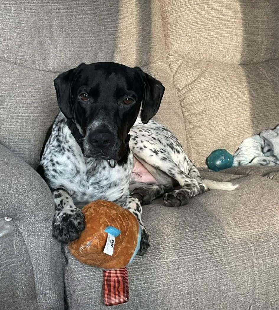 Enlarge Benny, a Adoptable mixed breed in Greensburg, PA image 4/6