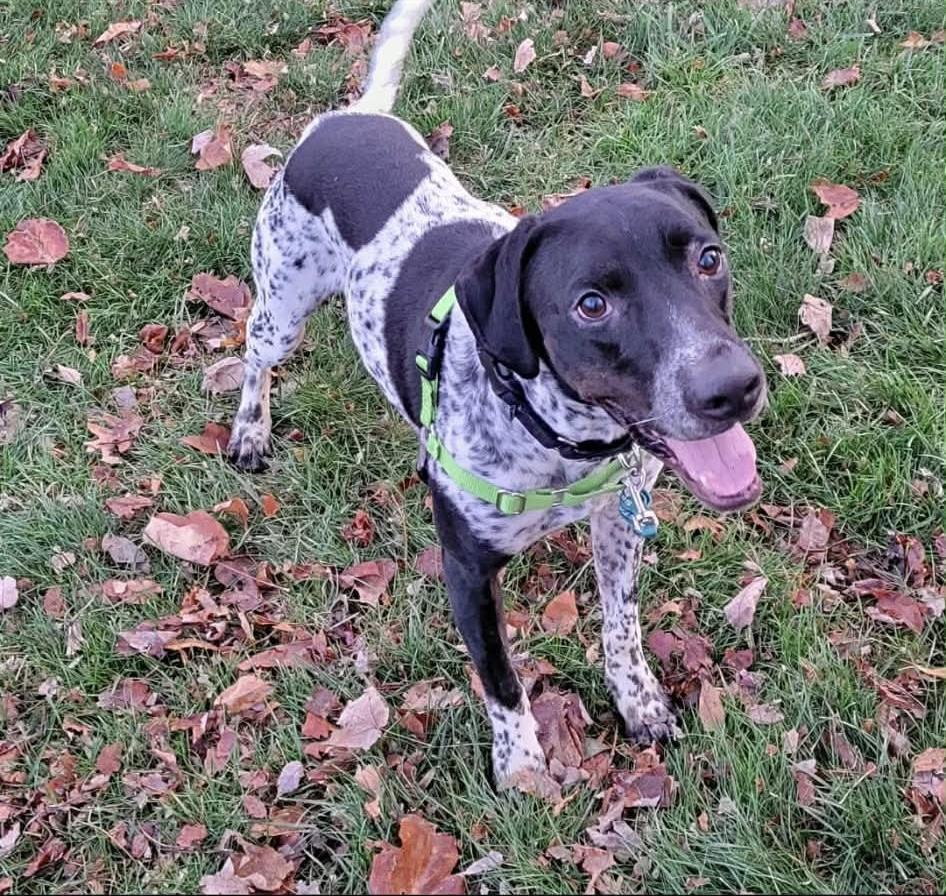 Enlarge Benny, a Adoptable mixed breed in Greensburg, PA image 5/6