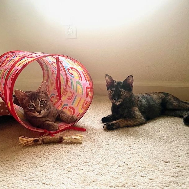 Lola & Daisy (bonded pair)