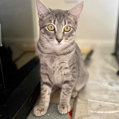 Lola & Daisy (bonded pair), a Adoptable Tabby in Sacramento, CA image 2/5