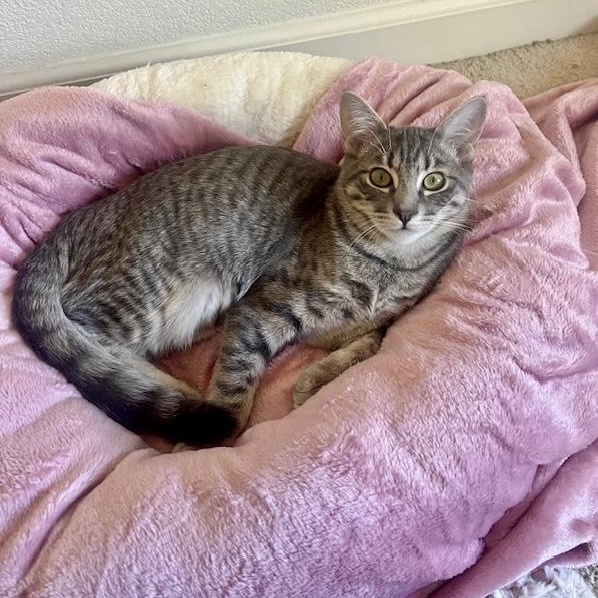 Lola & Daisy (bonded pair), a Adoptable Tabby in Sacramento, CA image 3/5