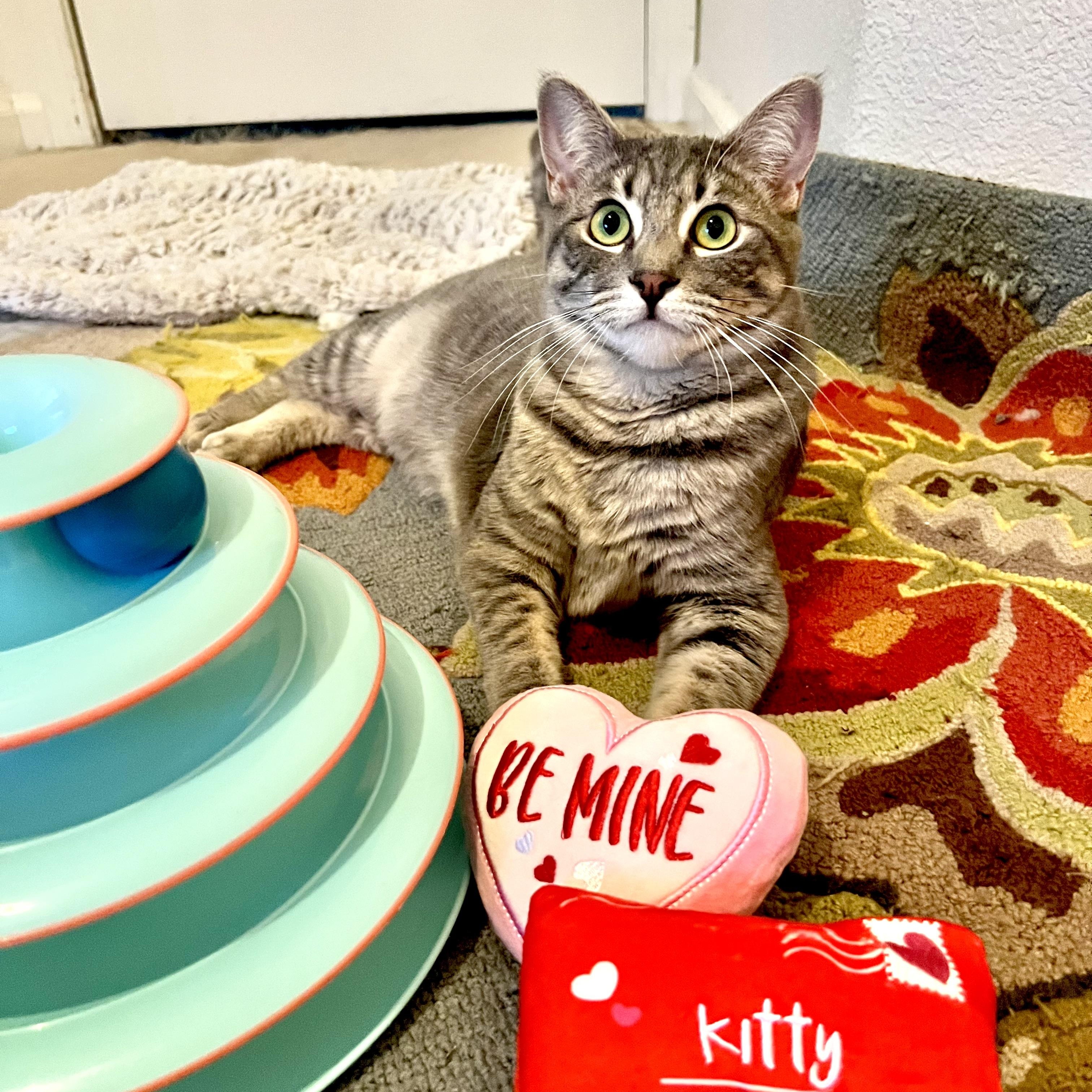Lola & Daisy (bonded pair), Adoptable, Young Female Tabby.