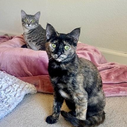 Lola & Daisy (bonded pair)