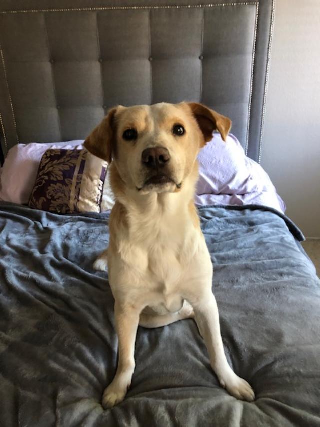 Enlarge Juju, a Adopted mixed breed in Baltimore, MD image 2/3