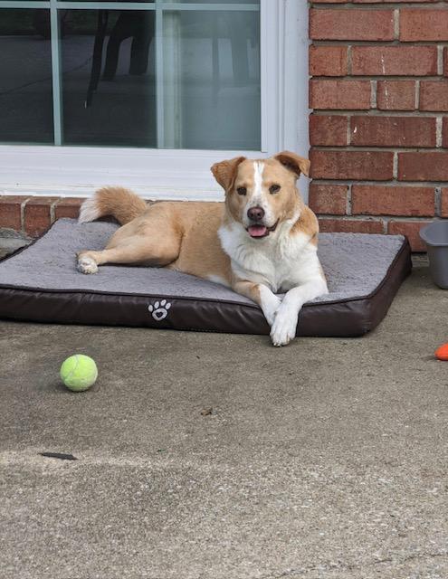 Enlarge Juju, a Adopted mixed breed in Baltimore, MD image 3/3