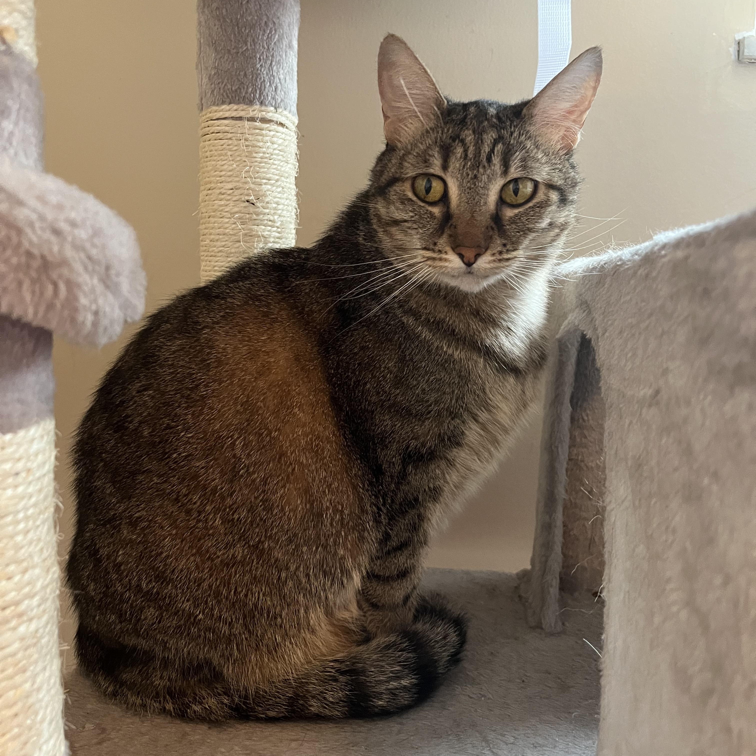 Enlarge Mabel, a ADOPTABLE Domestic Short Hair in Lewis Center, OH image 3/3