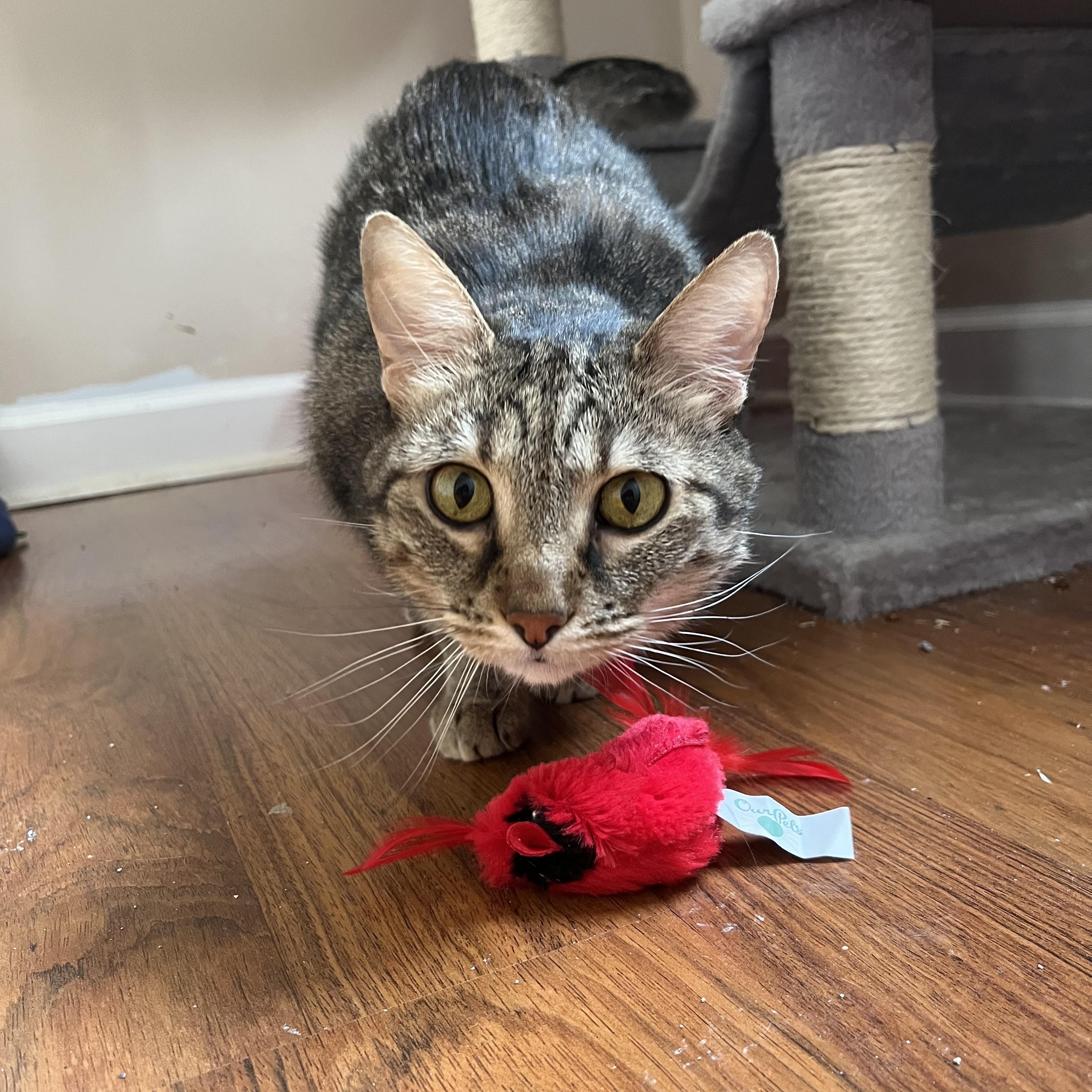 Enlarge Mabel, a ADOPTABLE Domestic Short Hair in Lewis Center, OH image 2/3