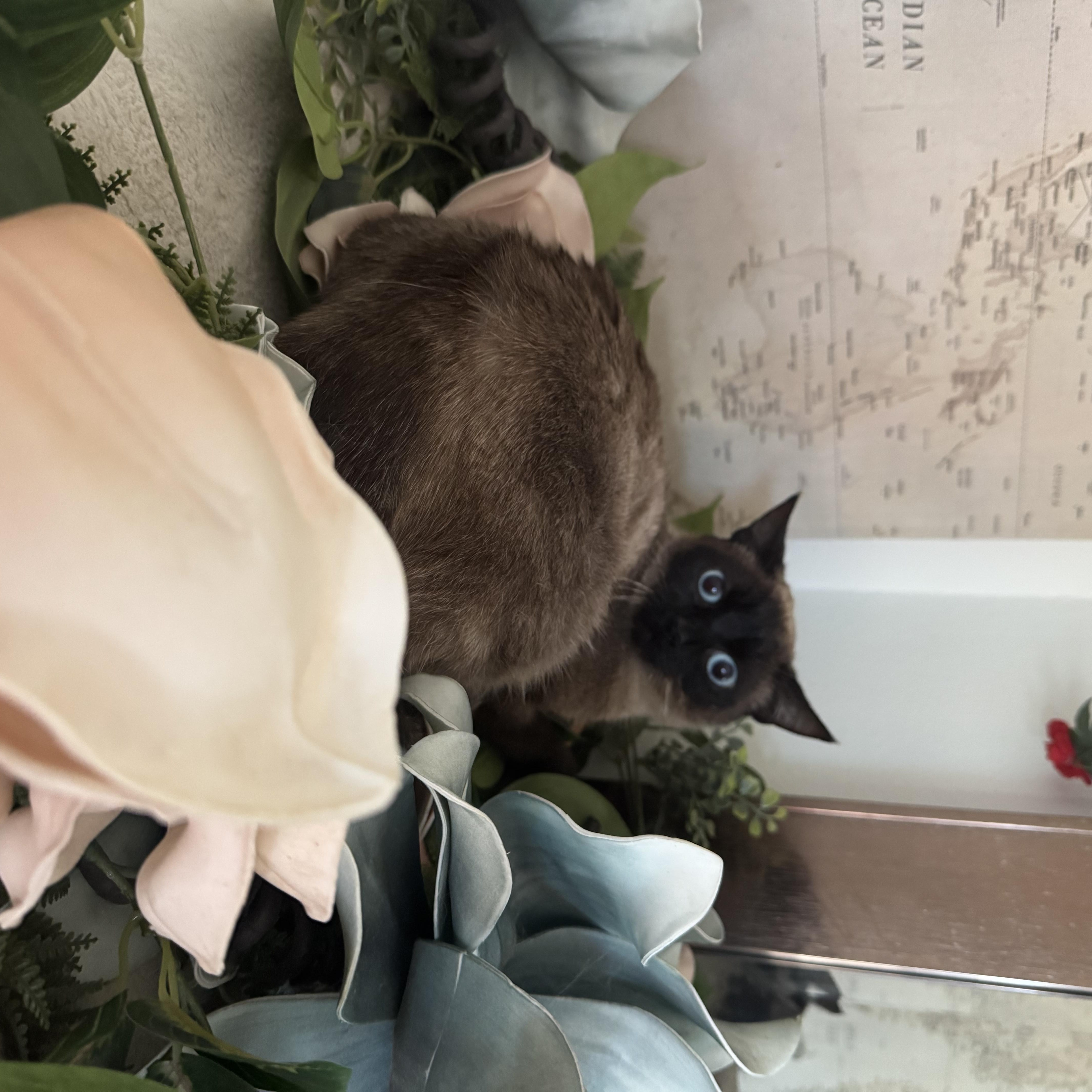 Enlarge Pancake, an adopted Siamese in largo, FL image 1/1