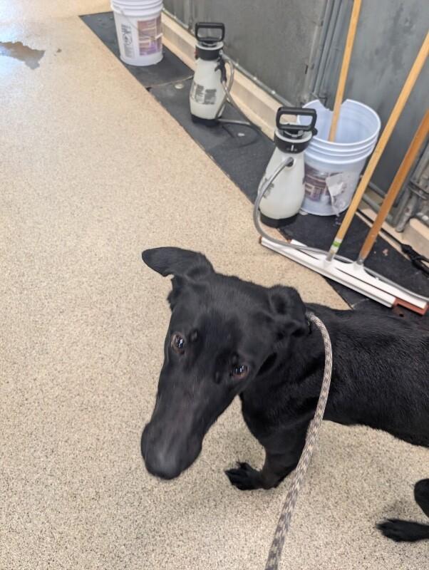 Dalia, Adoptable, Adult Female Black Labrador Retriever & Saluki.
