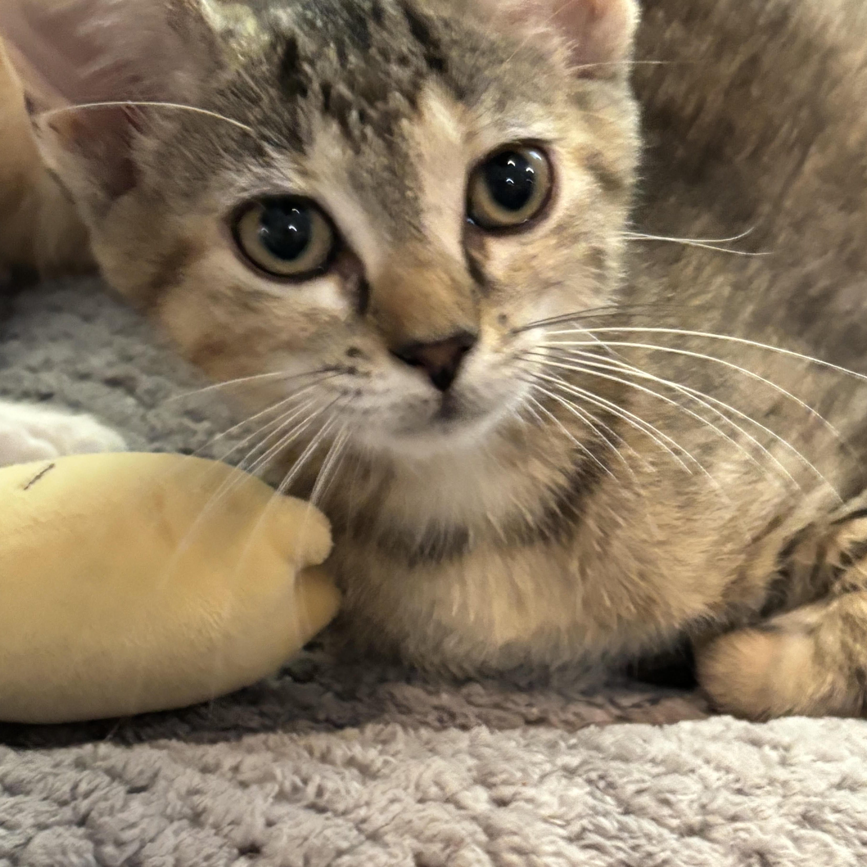 Enlarge Jaguar 7166, an adopted Domestic Short Hair in Boca Raton, FL image 1/1