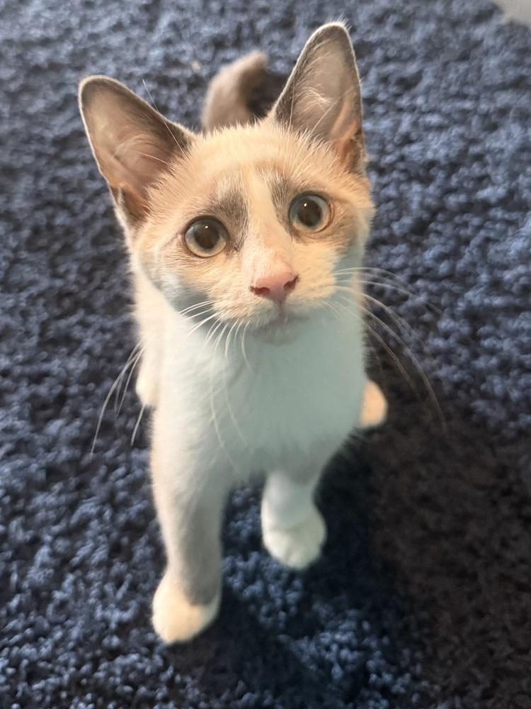 Lady-Meows-A-Lot (26-163 C), Adopted, Kitten Female Siamese.