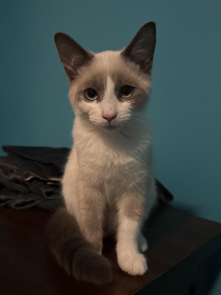 Enlarge Lady-Meows-A-Lot (26-163 C), a Adopted mixed breed in Lansing, MI image 2/5