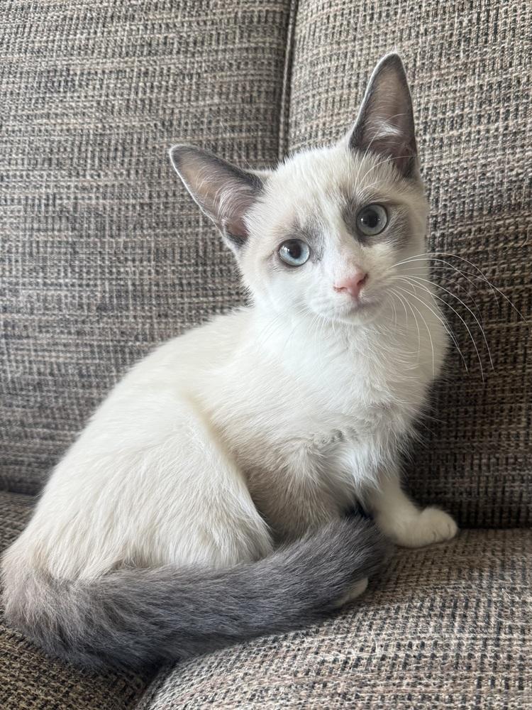 Enlarge Lady-Meows-A-Lot (26-163 C), a Adopted mixed breed in Lansing, MI image 3/5