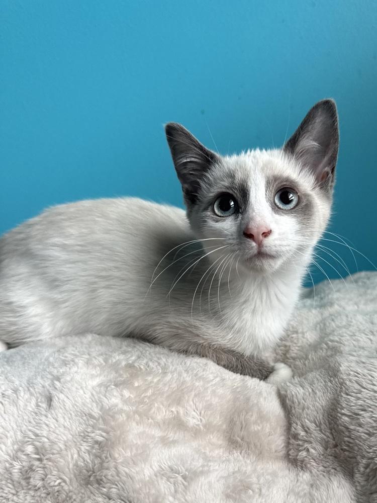 Enlarge Lady-Meows-A-Lot (26-163 C), a Adopted mixed breed in Lansing, MI image 4/5