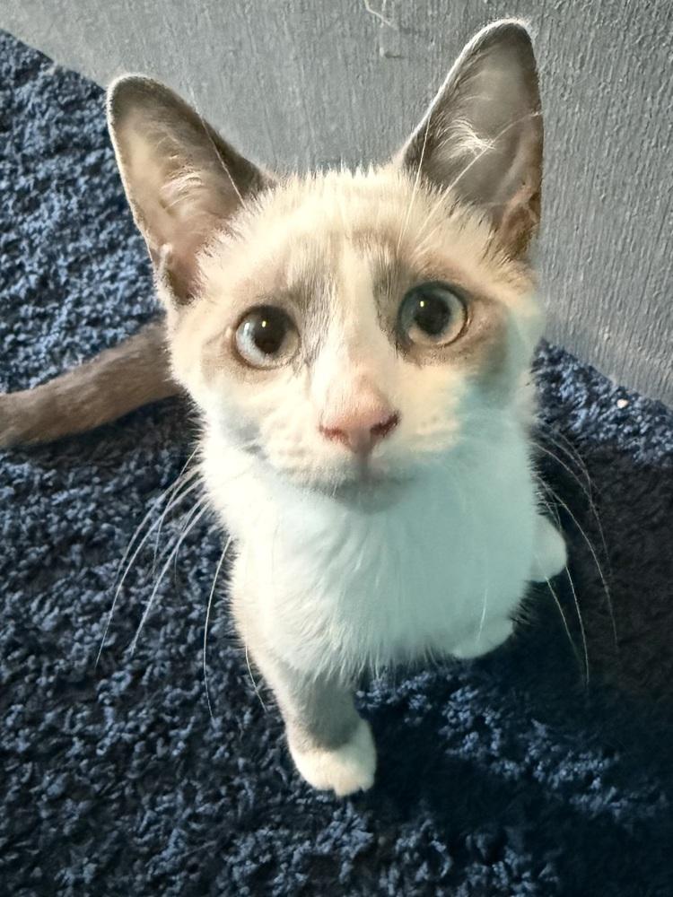 Enlarge Lady-Meows-A-Lot (26-163 C), a Adopted mixed breed in Lansing, MI image 5/5