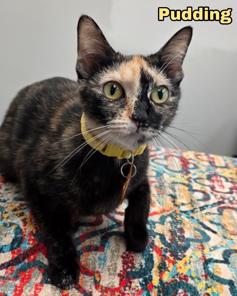 Purin Pudding, ADOPTABLE, Adult Male Domestic Short Hair.