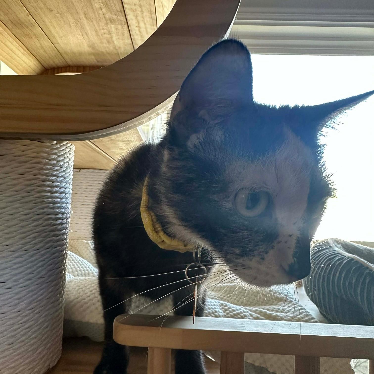 Purin Pudding, a ADOPTABLE Domestic Short Hair in Merrillville, IN image 4/6