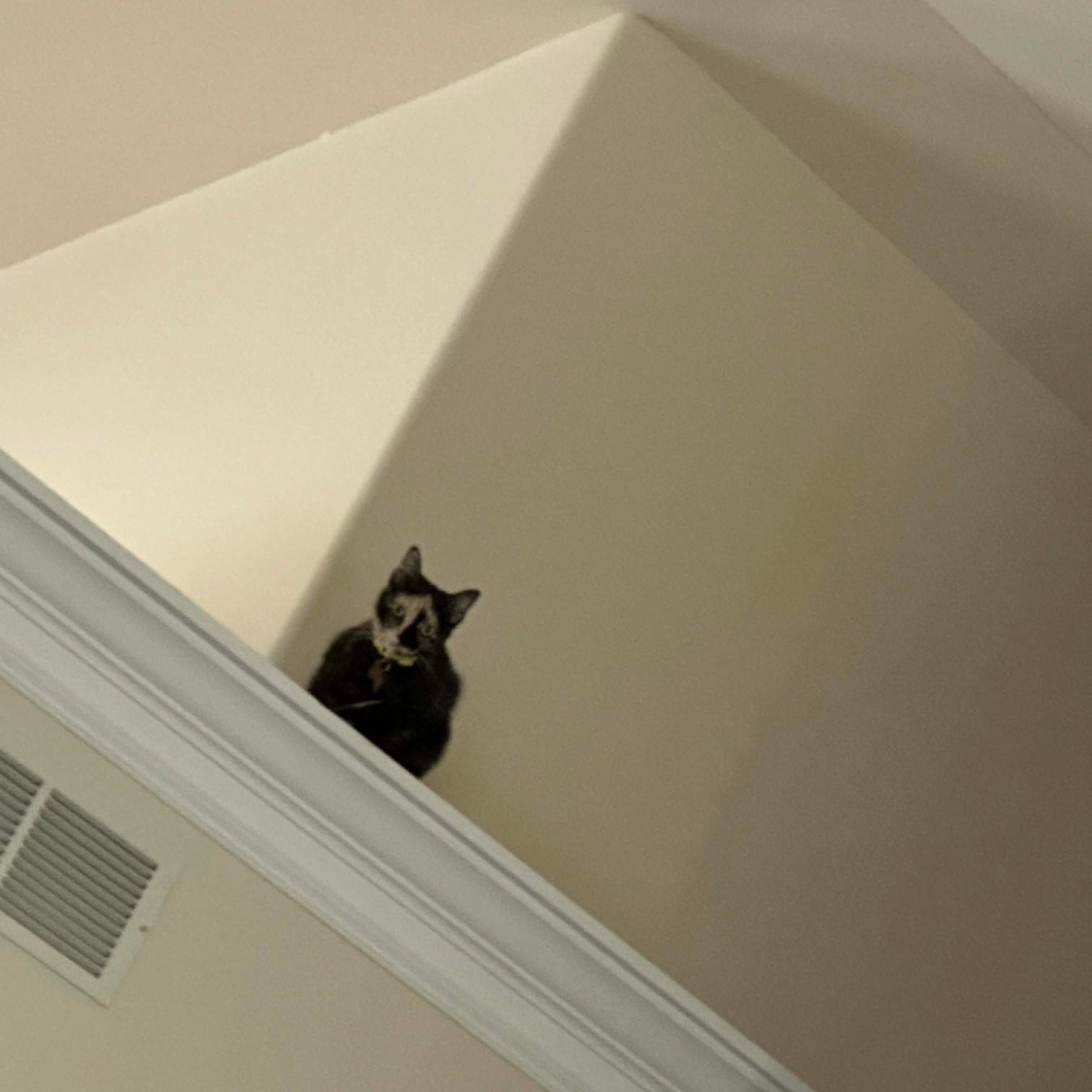 Purin Pudding, a ADOPTABLE Domestic Short Hair in Merrillville, IN image 6/6